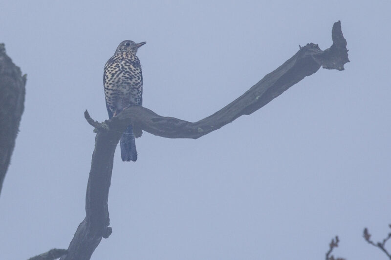 Grive draine par temps brumeux